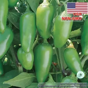 Hạt Giống Ớt Chịu Nhiệt - Sai Trái Jalapeno (Capsicum chinense)