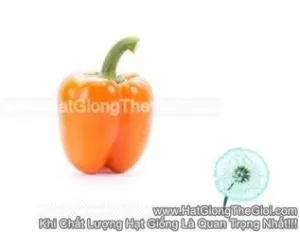 Hạt Giống Ớt Chuông Cam Orangery RZ F1
