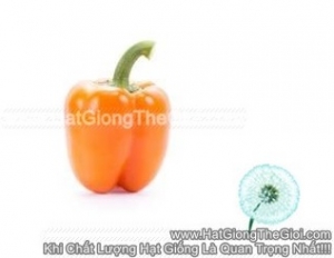 hat giong ot chuong cam orangery rz f1