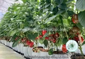Hạt Giống Ớt Chuông Đỏ Massila RZ F1