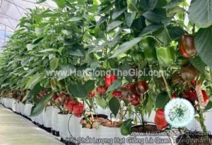hat giong ot chuong do massila rz f1