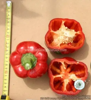 Hạt Giống Ớt Chuông Ngọt F1 Đỏ 180Gram TG58