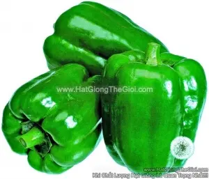 Hạt Giống Ớt Chuông Ngọt F1 Xanh 180Gram TG61