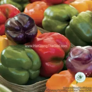 Hạt Giống Ớt Chuông Ngọt Mix Màu