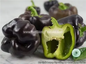 Hạt Giống Ớt Chuông Ngọt Trái Đen (Capsicum)