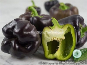 hat giong ot chuong ngot trai den  capsicum