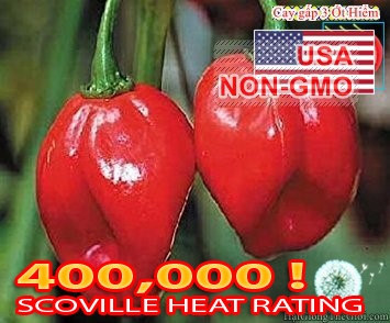 hat giong ot sieu cay red habanero  capsicum chinense