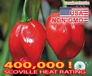 Hạt Giống Ớt Siêu Cay Red Habanero (Capsicum chinense)