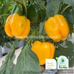 Hạt Giống Ớt Chuông Vàng Bachata RZ F1