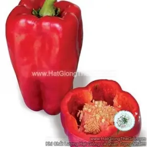 Hạt Giống Ớt Chuông Vuông Dài Đỏ 400GR F1