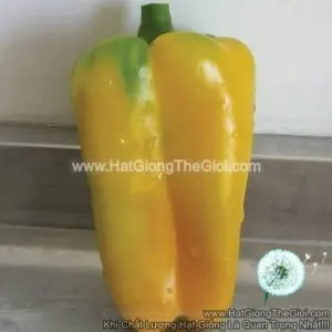 Hạt Giống Ớt Chuông Vuông Dài Vàng 400GR F1