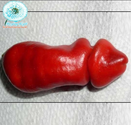 hat giong ot cu ti  capsicum annuum var  annuum