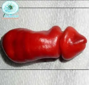 Hạt Giống Ớt Cu Tí (Capsicum annuum var. annuum)