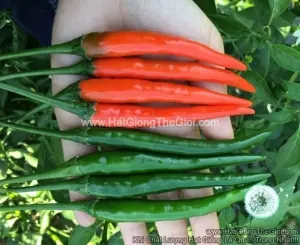 Hạt Giống Ớt Hiểm Lực Sỹ F1 TG11