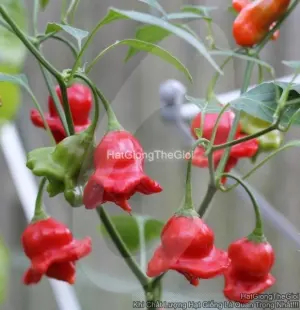 Hạt Giống Ớt Hoa Hồng