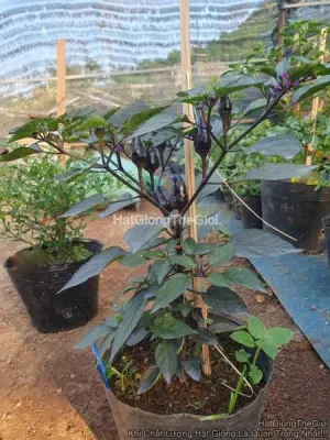 Hạt Giống Ớt Kiểng Đen TG397