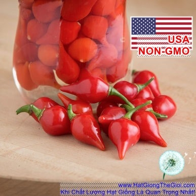 hat giong ot kieng lun   biquinho do  capsicum chinense