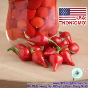 Hạt Giống Ớt Kiểng Lùn - Biquinho Đỏ (Capsicum chinense)