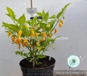 Hạt Giống Ớt Kiểng Lùn Biquinho Vàng