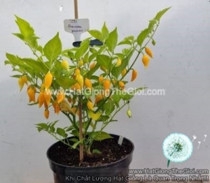 hat giong ot kieng lun biquinho vang
