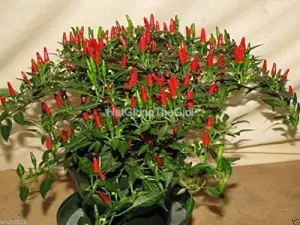 Hạt Giống Ớt Kiểng Lùn Đỏ