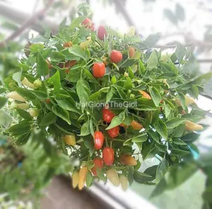Hạt Giống Ớt Kiểng Nón Lá Đỏ