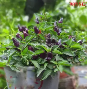 Hạt Giống Ớt Kiểng Nón Lá Tím