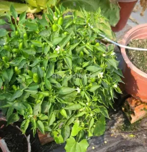Hạt Giống Ớt Kiểng Nón Lá Xanh