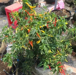 Hạt Giống Ớt Kiểng Rủ TG28