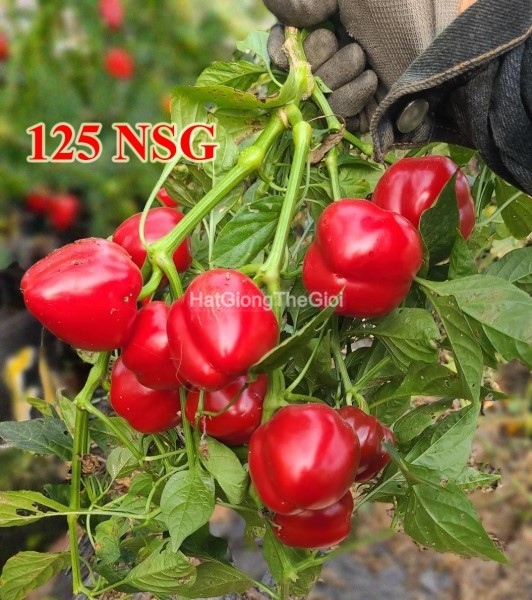 hat giong ot kieng trai bu f1 tg424