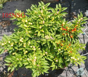 hat giong ot kieng tron tim do