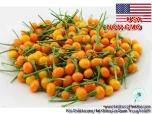 Hạt Giống Ớt Mắc Nhất Thế Giới - Aji Charapita 570tr/kg (Capsicum chinense)