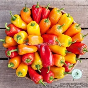 Hạt Giống Ớt Ngọt Baby Mix F1 TG373