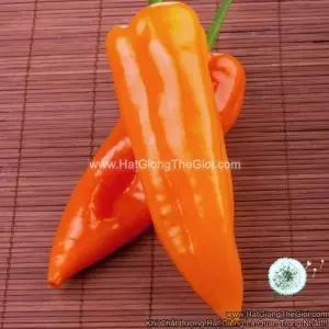 Hạt Giống Ớt Ngọt Sừng Bò Cam TG335 17CMF1