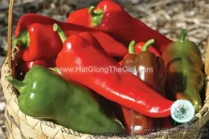 Hạt Giống Ớt Ngọt Sừng Bò Đỏ 20x6 F1 TG328