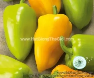 Hạt Giống Ớt Ngọt Sừng Bò Vàng TG335 17CMF1