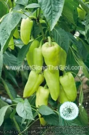 Hạt Giống Ớt Ngọt Sừng Bò Xanh Nhạt TG335 17CMF1