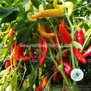Hạt Giống Ớt Ngọt Sừng Đỏ 18cm