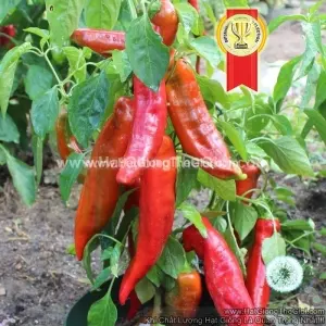 Hạt Giống Ớt Ngọt Sừng Đỏ 20cm