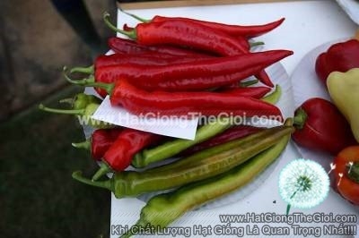 hat giong ot ngot sung f1 do 30cm