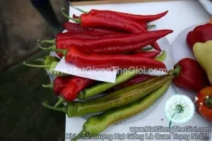Hạt Giống Ớt Ngọt Sừng F1 Đỏ 30cm