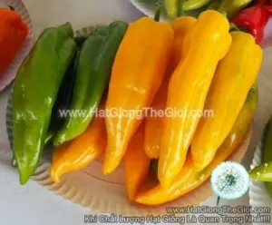 Hạt Giống Ớt Ngọt Sừng F1 Vàng 30cm