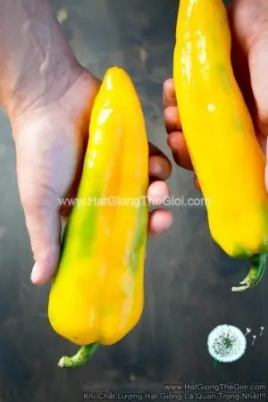 Hạt Giống Ớt Ngọt Sừng Vàng 25cm