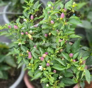 Hạt Giống Ớt Ngũ Sắc (Capsicum annuum)
