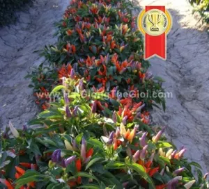 Hạt Giống Ớt Ngũ Sắc Chùm 30cm F1 TG113