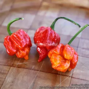 Hạt Giống Ớt Siêu Cay Trinidad Scorpion