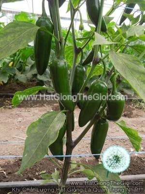 hat giong ot sung cay jalapeno f1 10cm