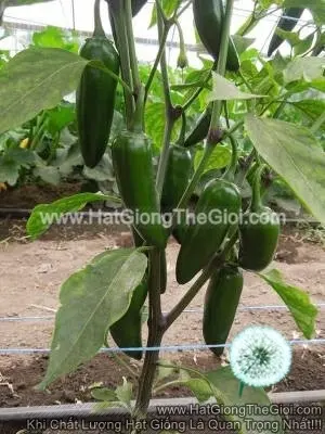 Hạt Giống Ớt Sừng Cay Jalapeno F1 10CM
