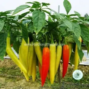 Hạt Giống Ớt Sừng Hoàng Long F1
