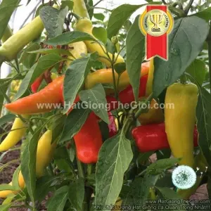 Hạt Giống Ớt Sừng Vàng Sai Quả TG114